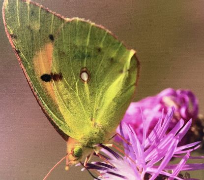 Expo : Au coeur de l'île du Rhin